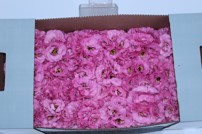 LISIANTHUS FLOR ROSA