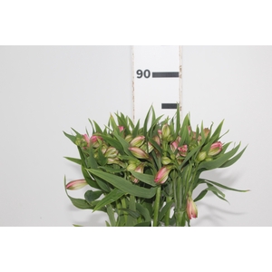 ALSTROEMERIA TOURMALINE 080 CM ROSA