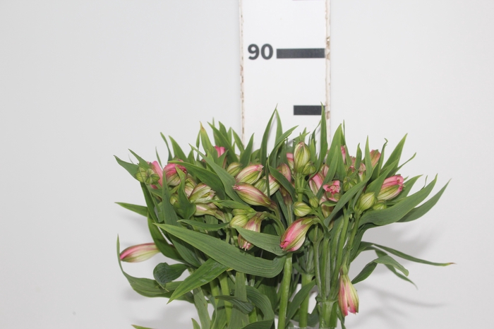 <h4>ALSTROEMERIA TOURMALINE 080 CM ROSA</h4>