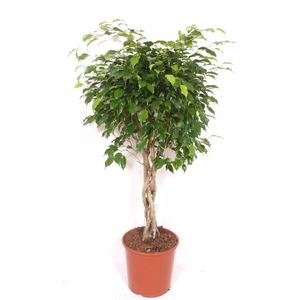 Ficus Exotica