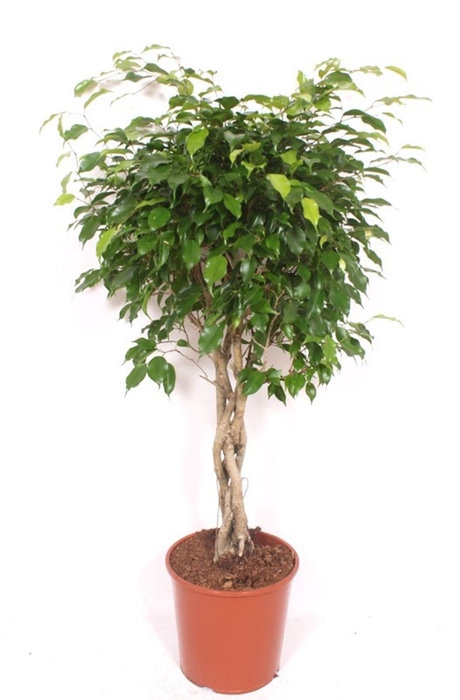 <h4>Ficus Exotica</h4>