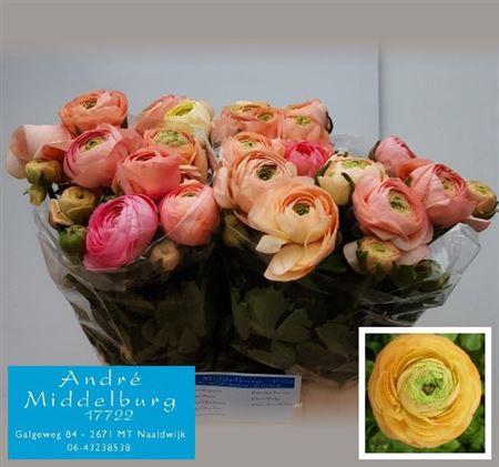 <h4>Ran El Salmon</h4>