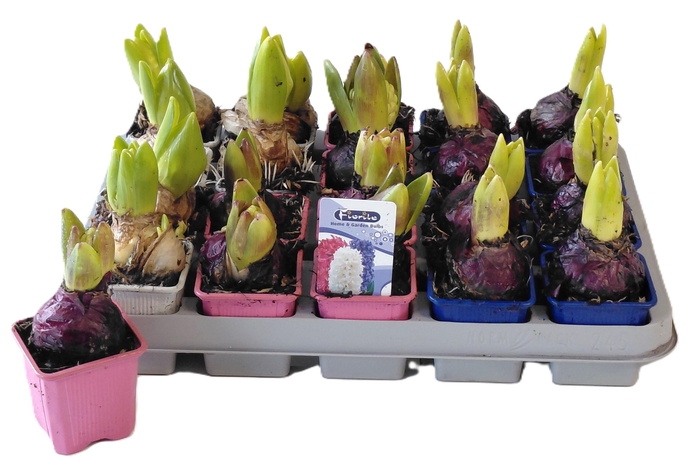 <h4>HYACIN GEM 3 KL</h4>