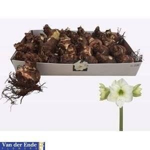 Bloembol Amaryllis Wit