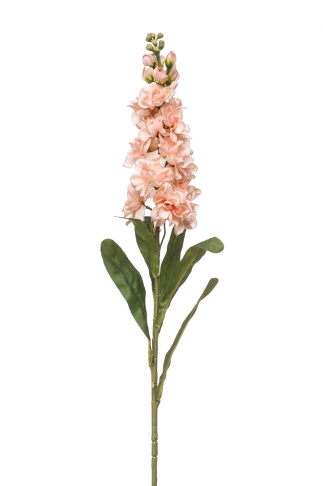 <h4>Matthiola spray peach 80cm</h4>