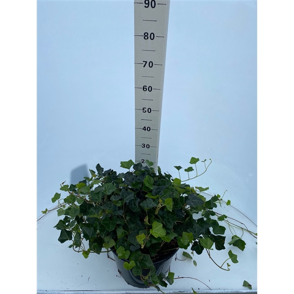 <h4>Hedera hibernica los</h4>