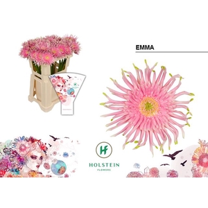 Gerbera Gerpasta Emma