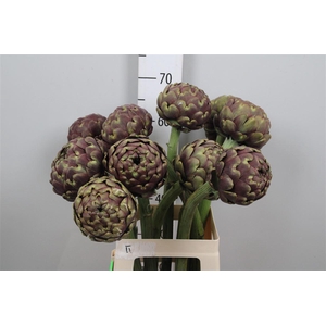 Cynara Sc Purple Romanga