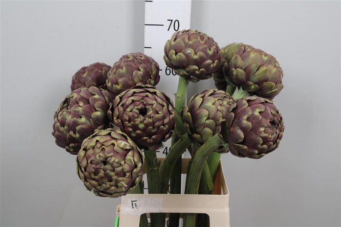 <h4>Cynara Sc Purple Romanga</h4>