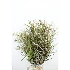 GREVILLEA ASPLENIIFOLIA 300GR