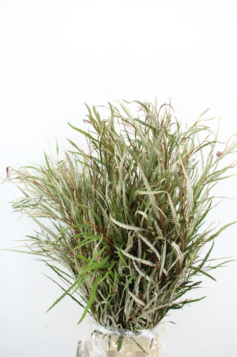<h4>GREVILLEA ASPLENIIFOLIA 300GR</h4>
