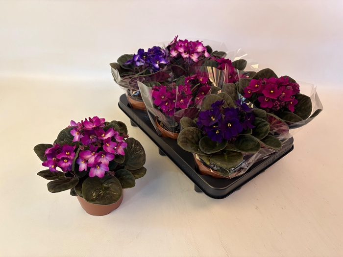 <h4>SAINTP GEM 4 KL</h4>