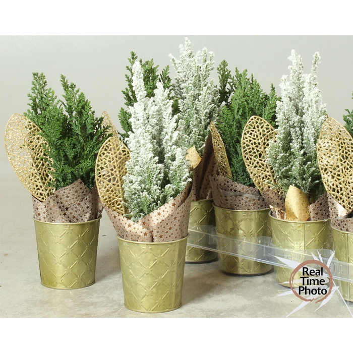 <h4>Chamaecyparis law. Ellwoodii 10Ø 35cm</h4>