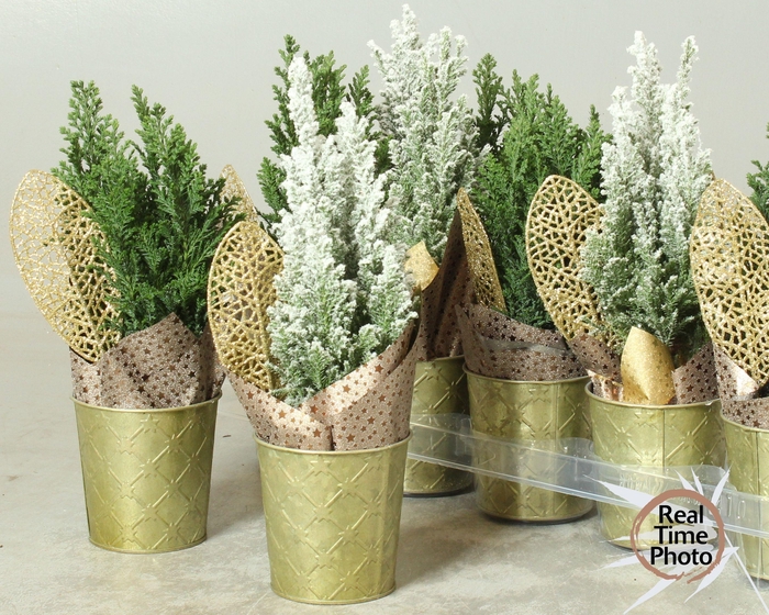 Chamaecyparis law. Ellwoodii 10Ø 35cm