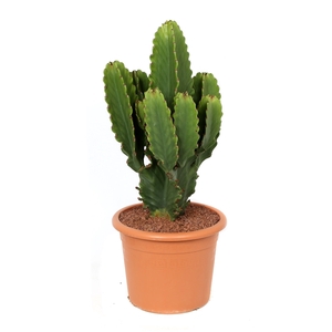 Euphorbia ingens 30 cm