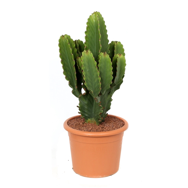 <h4>Euphorbia ingens 30 cm</h4>