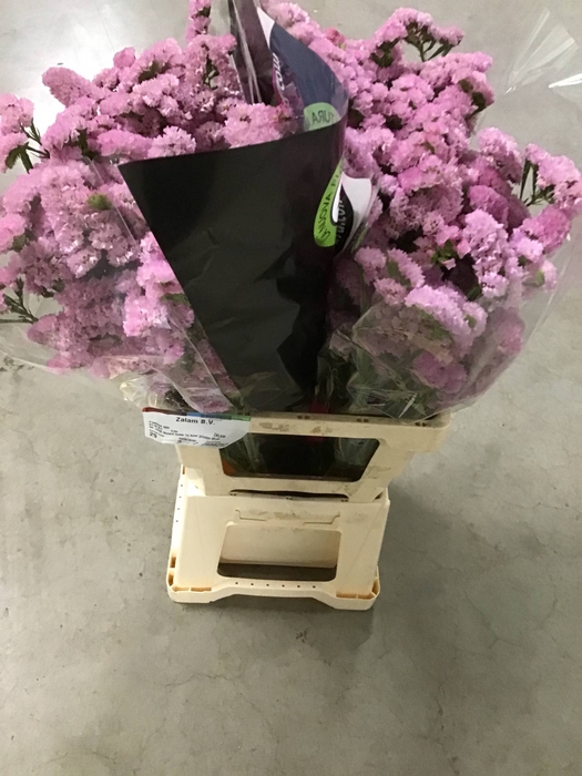 LIMONIUM DIAMOND PINK#*