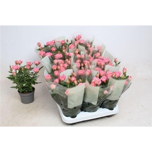 Rosa Fame Kordana