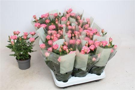 <h4>Rosa Fame Kordana</h4>