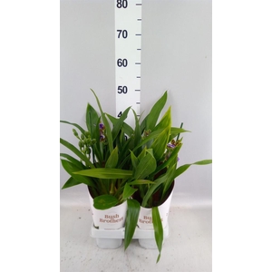 Zygopetalum  'Louisendorf'