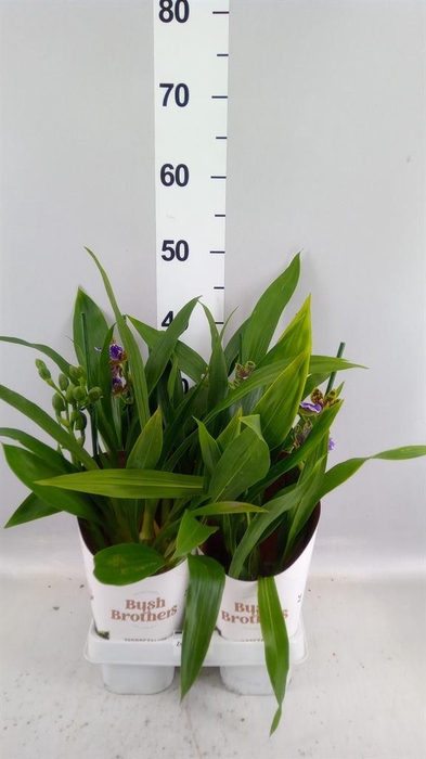 <h4>Zygopetalum  'Louisendorf'</h4>