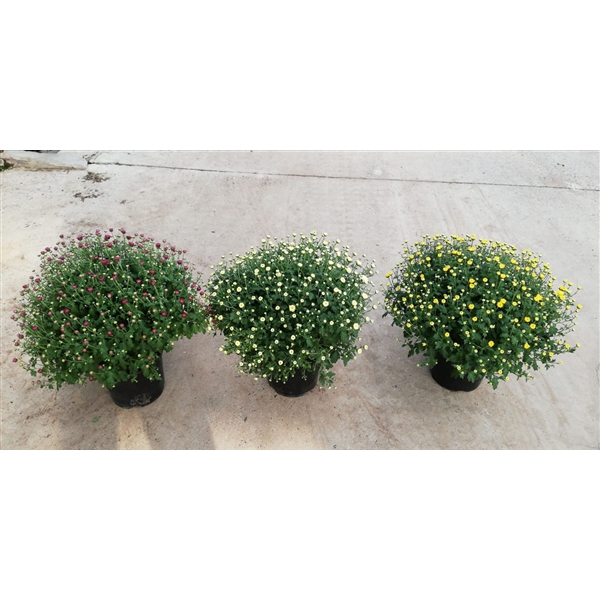 <h4>218 SV : P19 Bolchrysant in 5 kleuren - Serre teelt</h4>