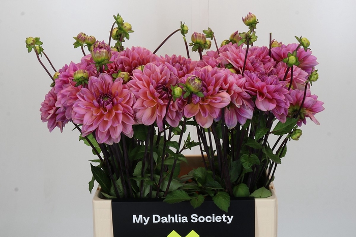 Dahlia Dalmuti Jester