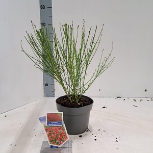 Cytisus praecox 'Boskoop Ruby'
