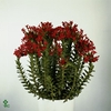 Crassula coccinea