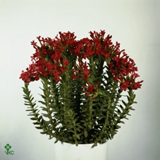 Crassula coccinea