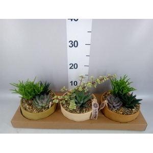 Arr.  Succulents L%