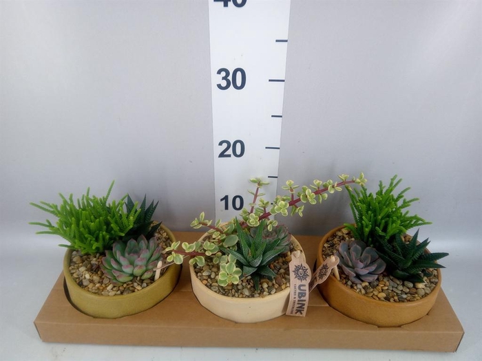 <h4>Arr.  Succulents L%</h4>