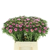 Callis Mats Pink