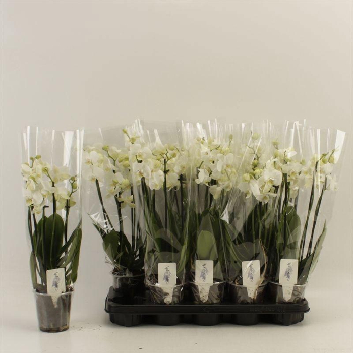 <h4>PHAL OV WIT</h4>