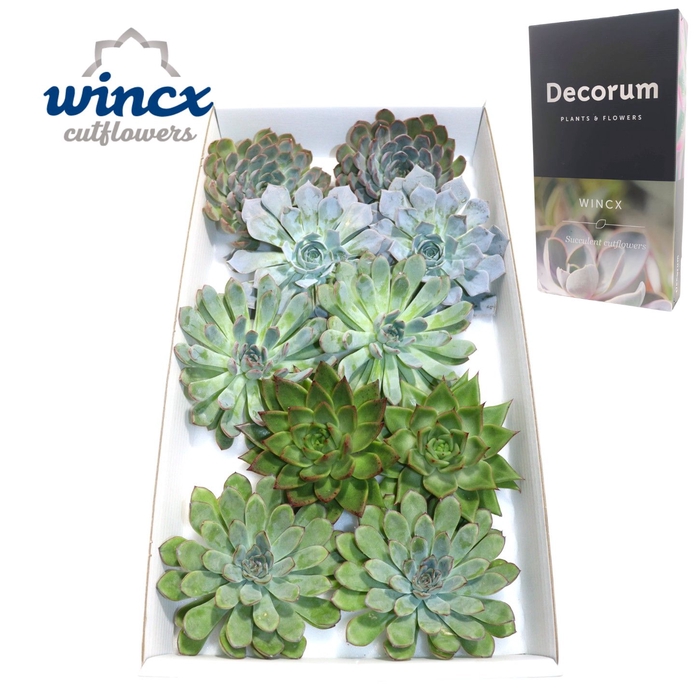 <h4>Echeveria Aqua Mix (wincx) Cutfl (5 Spcs) Wincx-12</h4>
