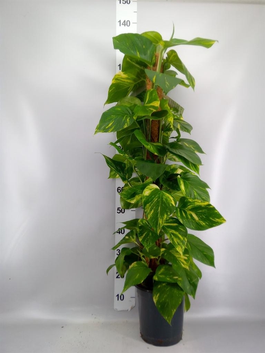 <h4>Epipremnum pinn.   ...moss stick</h4>