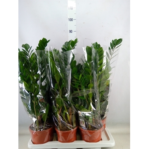 Zamioculcas zamiifolia