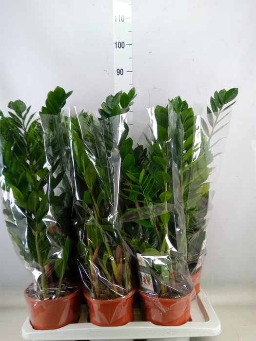 <h4>Zamioculcas zamiifolia</h4>