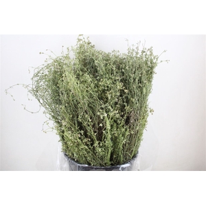 Thyme P/bunch Falso 300gr