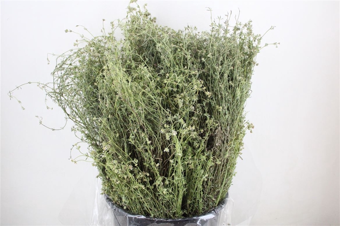 <h4>Thyme P/bunch Falso 300gr</h4>