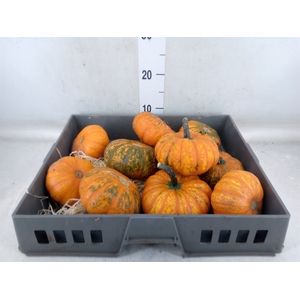 Cucurbita   ...