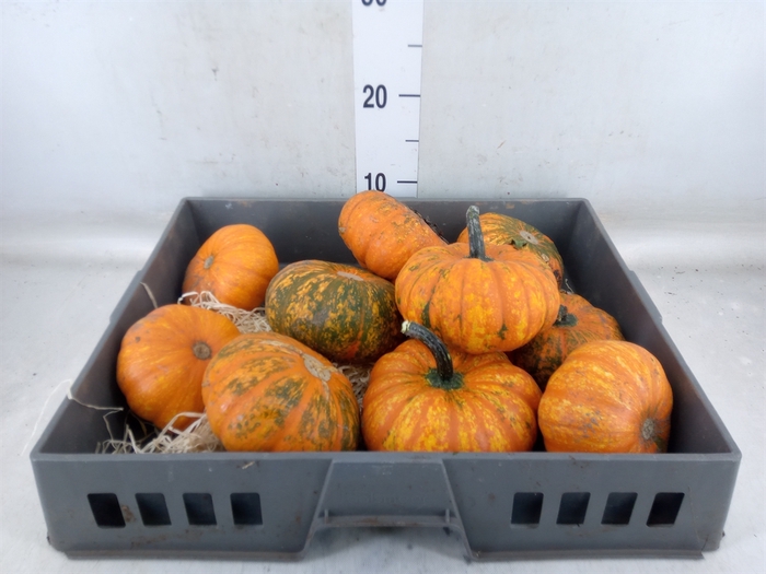 <h4>Cucurbita   ...</h4>