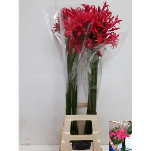 NE BO EL VELVE CHARM