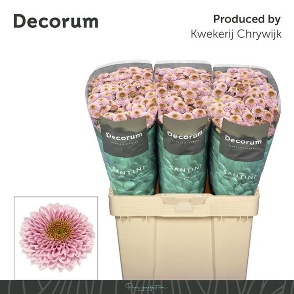 <h4>CHR SAN DORIA PINK</h4>