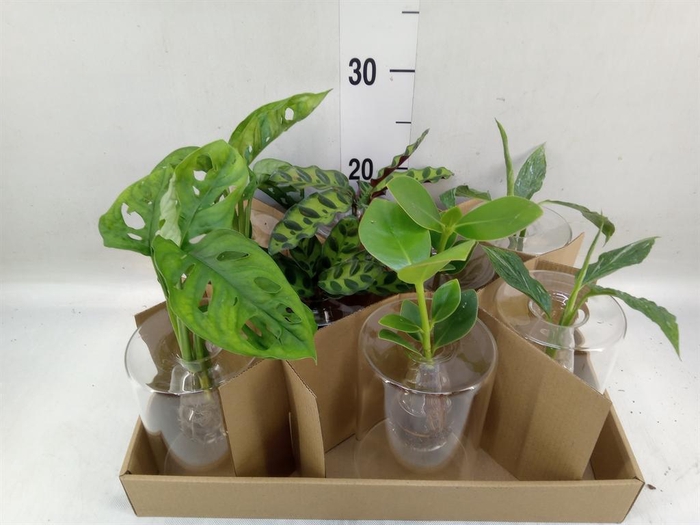 <h4>Planten  ..mix</h4>