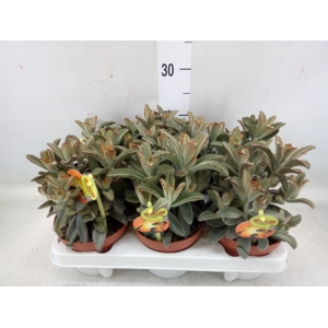 Kalanchoe NF tomentosa