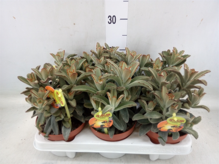 <h4>Kalanchoe NF tomentosa</h4>