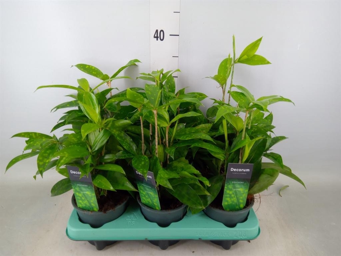 <h4>Dracaena surculosa</h4>