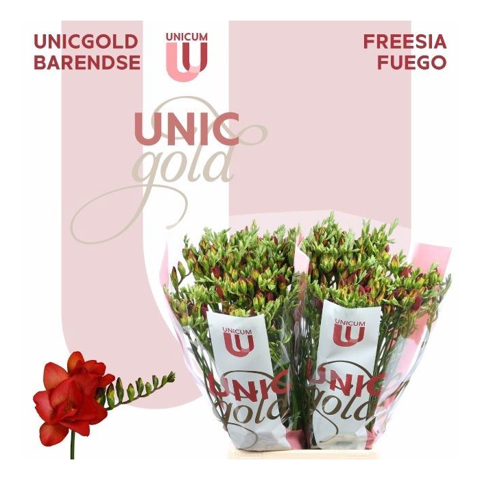 <h4>Fr Du Fuego</h4>