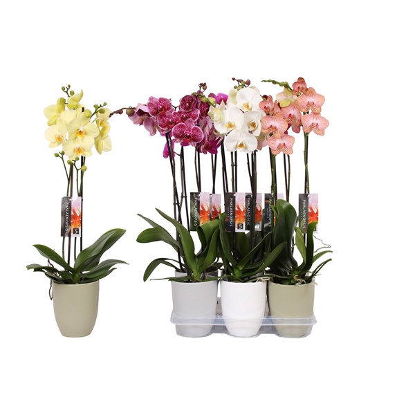 <h4>Phalaenopsis mix, 2-spike mix Ceramics</h4>